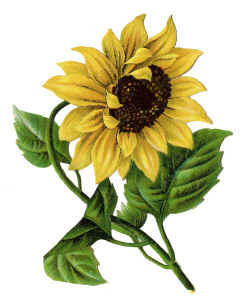 sunflower-image-Vintage-GraphicsFairy (2)