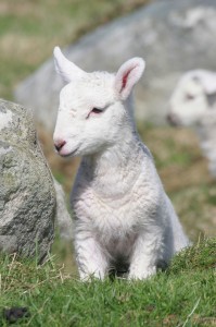 Slightly shy newly-born lamb in a lush meadow