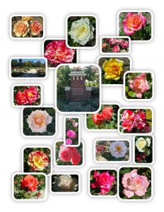 rose-garden-collage